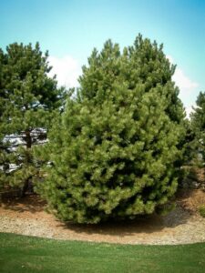 Сосна Чёрная (Pinus Nigra) купить по цене от 270.00р. в интернет-магазине «Посадика» с доставкой почтой в в Фрязиное и по всей России – [изображение №1].