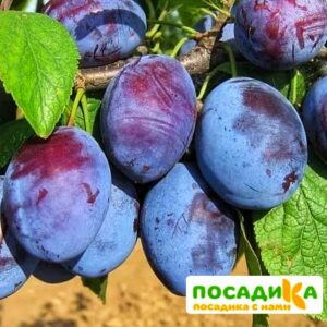 Слива Чачакская ранняя купить по цене от 229.00р. в интернет-магазине «Посадика» с доставкой почтой в в Фрязиное и по всей России – [изображение №1].