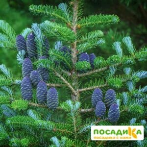 Пихта корейская (Abies koreana) купить по цене от 450.00р. в интернет-магазине «Посадика» с доставкой почтой в в Фрязиное и по всей России – [изображение №1].