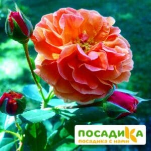 Роза Арабия купить по цене от 350.00р. в интернет-магазине «Посадика» с доставкой почтой в в Фрязиное и по всей России – [изображение №1].