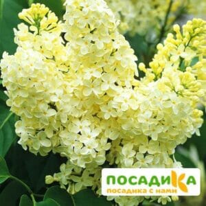 Сирень Примроуз (Primrose) купить по цене от 529.00р. в интернет-магазине «Посадика» с доставкой почтой в в Фрязиное и по всей России – [изображение №1].