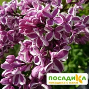 Сирень Сенсация купить по цене от 529.00р. в интернет-магазине «Посадика» с доставкой почтой в в Фрязиное и по всей России – [изображение №1].