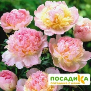 Пион Распберри Сандей (Paeonia Raspberry Sundae) купить по цене от 959р. в интернет-магазине «Посадика» с доставкой почтой в в Фрязиное и по всей России – [изображение №1].