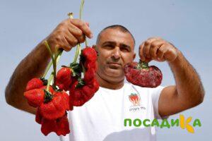 Клубника Гигант Джорнея купить по цене от 266р. в интернет-магазине «Посадика» с доставкой почтой в в Фрязиное и по всей России – [изображение №1].