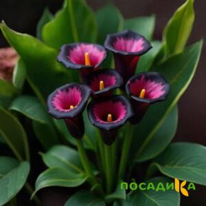 Калла Аура Лейс купить по цене от 400р. в интернет-магазине «Посадика» с доставкой почтой в в Фрязиное и по всей России – [изображение №1].