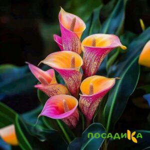 Калла Оникс купить по цене от 450р. в интернет-магазине «Посадика» с доставкой почтой в в Фрязиное и по всей России – [изображение №1].