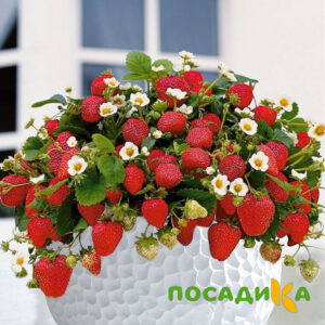 Клубника Рубиновый Шепот (горшечная) купить по цене от 240р. в интернет-магазине «Посадика» с доставкой почтой в в Фрязиное и по всей России – [изображение №1].
