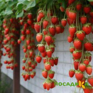 Клубника вьющаяся Комплимент купить по цене от 470р. в интернет-магазине «Посадика» с доставкой почтой в в Фрязиное и по всей России – [изображение №1].