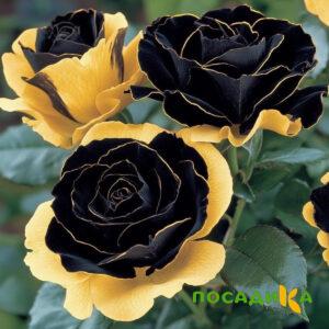 Роза Ханни Сикл купить по цене от 700р. в интернет-магазине «Посадика» с доставкой почтой в в Фрязиное и по всей России – [изображение №1].