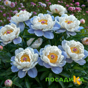 Пион акварельный Этюд купить по цене от 806р. в интернет-магазине «Посадика» с доставкой почтой в в Фрязиное и по всей России – [изображение №1].