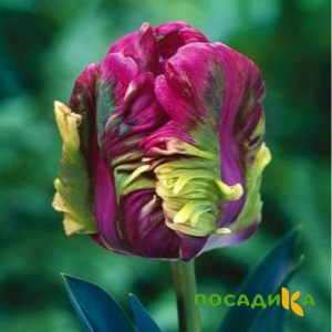 Тюльпан Экзотик Хэвен купить по цене от 186р. в интернет-магазине «Посадика» с доставкой почтой в в Фрязиное и по всей России – [изображение №1].