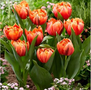 Тюльпан Гудошник Дабл купить по цене от 185р. в интернет-магазине «Посадика» с доставкой почтой в в Фрязиное и по всей России – [изображение №1].