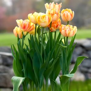 Тюльпан Верона Санрайз купить по цене от 280р. в интернет-магазине «Посадика» с доставкой почтой в в Фрязиное и по всей России – [изображение №1].