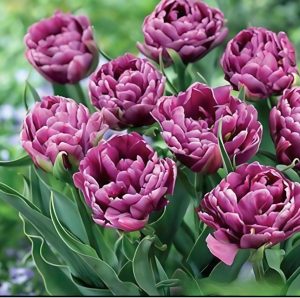 Тюльпан Айс Крим купить по цене от 430р. в интернет-магазине «Посадика» с доставкой почтой в в Фрязиное и по всей России – [изображение №1].