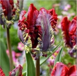 Тюльпан Рококо купить по цене от 350р. в интернет-магазине «Посадика» с доставкой почтой в в Фрязиное и по всей России – [изображение №1].