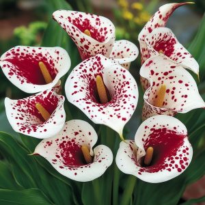 Калла Эмпайр купить по цене от 302р. в интернет-магазине «Посадика» с доставкой почтой в в Фрязиное и по всей России – [изображение №1].