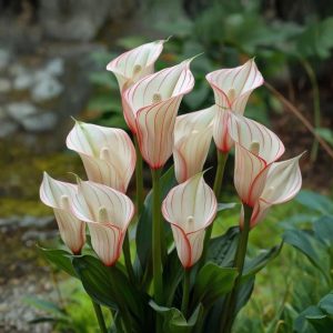 Калла Глейшер купить по цене от 299р. в интернет-магазине «Посадика» с доставкой почтой в в Фрязиное и по всей России – [изображение №1].