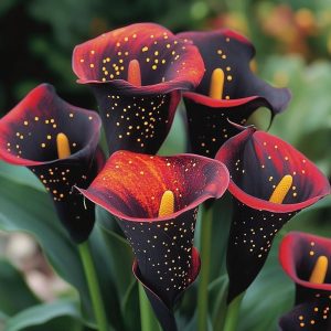 Калла Нуар купить по цене от 299р. в интернет-магазине «Посадика» с доставкой почтой в в Фрязиное и по всей России – [изображение №1].