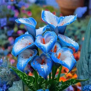 Калла Портрейт купить по цене от 292р. в интернет-магазине «Посадика» с доставкой почтой в в Фрязиное и по всей России – [изображение №1].