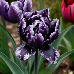 Тюльпан Индиго купить по цене от 600р. в интернет-магазине «Посадика» с доставкой почтой в в Фрязиное и по всей России – [изображение №1].