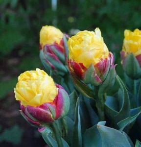 Тюльпан Айс Крим Банана купить по цене от 360р. в интернет-магазине «Посадика» с доставкой почтой в в Фрязиное и по всей России – [изображение №1].