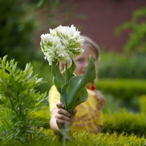 Тюльпан Супер Пэррот купить по цене от 360р. в интернет-магазине «Посадика» с доставкой почтой в в Фрязиное и по всей России – [изображение №1].