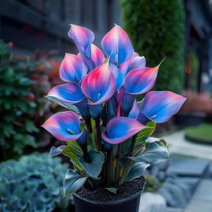 Калла Импрессия купить по цене от 590р. в интернет-магазине «Посадика» с доставкой почтой в в Фрязиное и по всей России – [изображение №1].