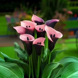 Калла Энигма купить по цене от 291р. в интернет-магазине «Посадика» с доставкой почтой в в Фрязиное и по всей России – [изображение №1].