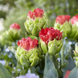 Тюльпан Бычий Глаз купить по цене от 275р. в интернет-магазине «Посадика» с доставкой почтой в в Фрязиное и по всей России – [изображение №1].