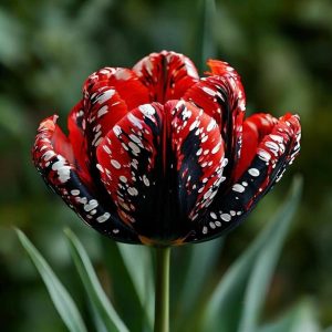 Тюльпан Вельвет Файер купить по цене от 394р. в интернет-магазине «Посадика» с доставкой почтой в в Фрязиное и по всей России – [изображение №1].