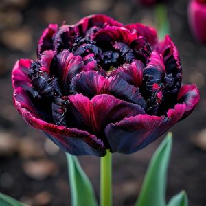 Тюльпан Фламинго купить по цене от 500р. в интернет-магазине «Посадика» с доставкой почтой в в Фрязиное и по всей России – [изображение №1].