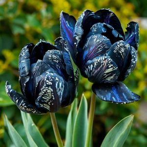 Тюльпан Блю Фог купить по цене от 500р. в интернет-магазине «Посадика» с доставкой почтой в в Фрязиное и по всей России – [изображение №1].