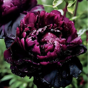 Пион Темный Сад купить по цене от 421р. в интернет-магазине «Посадика» с доставкой почтой в в Фрязиное и по всей России – [изображение №1].