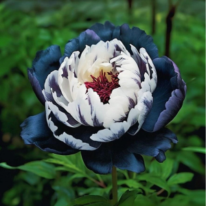 Пион Древовидный Инь-Янь купить по цене от 419р. в интернет-магазине «Посадика» с доставкой почтой в в Фрязиное и по всей России – [изображение №1].