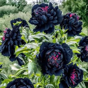 Пион древовидный Сердце Афродиты купить по цене от 600р. в интернет-магазине «Посадика» с доставкой почтой в в Фрязиное и по всей России – [изображение №1].