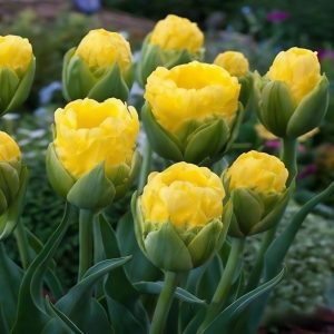 Тюльпан махровый Ванила Коп купить по цене от 159р. в интернет-магазине «Посадика» с доставкой почтой в в Фрязиное и по всей России – [изображение №1].