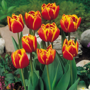 Тюльпан Блэк Фаер купить по цене от 275р. в интернет-магазине «Посадика» с доставкой почтой в в Фрязиное и по всей России – [изображение №1].