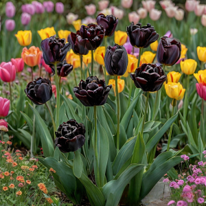 Тюльпан махровый Рейдинс Дарк купить по цене от 230р. в интернет-магазине «Посадика» с доставкой почтой в в Фрязиное и по всей России – [изображение №1].