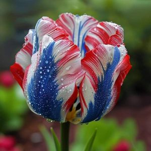 Тюльпан Ремс Сенсейшн купить по цене от 219р. в интернет-магазине «Посадика» с доставкой почтой в в Фрязиное и по всей России – [изображение №1].