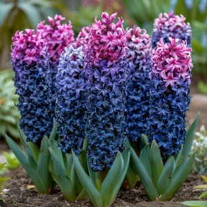 Гиацинт Блю Спринг купить по цене от 2099р. в интернет-магазине «Посадика» с доставкой почтой в в Фрязиное и по всей России – [изображение №1].