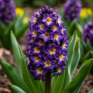 Гиацинт Вельвет Колор купить по цене от 2099р. в интернет-магазине «Посадика» с доставкой почтой в в Фрязиное и по всей России – [изображение №1].