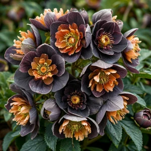 Морозник Блум Айс купить по цене от 499р. в интернет-магазине «Посадика» с доставкой почтой в в Фрязиное и по всей России – [изображение №1].