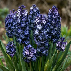 Гиацинт Блум Клауд купить по цене от 2099р. в интернет-магазине «Посадика» с доставкой почтой в в Фрязиное и по всей России – [изображение №1].