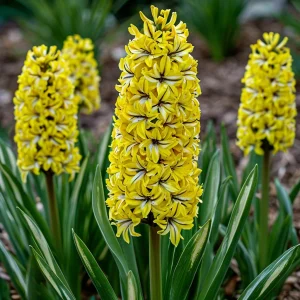 Гиацинт Сансет Голд купить по цене от 2099р. в интернет-магазине «Посадика» с доставкой почтой в в Фрязиное и по всей России – [изображение №1].