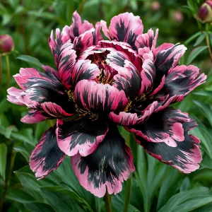 Пион Дроп Руби купить по цене от 469р. в интернет-магазине «Посадика» с доставкой почтой в в Фрязиное и по всей России – [изображение №1].