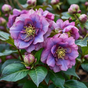 Морозник Айс Принцесс Чарм купить по цене от 650р. в интернет-магазине «Посадика» с доставкой почтой в в Фрязиное и по всей России – [изображение №1].