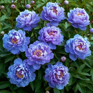 Пион Голубой лотос купить по цене от 590р. в интернет-магазине «Посадика» с доставкой почтой в в Фрязиное и по всей России – [изображение №1].