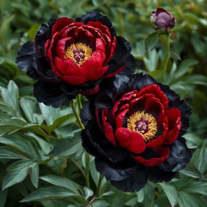 Пион Эбеновый Рубин купить по цене от 419р. в интернет-магазине «Посадика» с доставкой почтой в в Фрязиное и по всей России – [изображение №1].