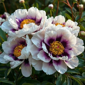 Пион Эко Саммер купить по цене от 548р. в интернет-магазине «Посадика» с доставкой почтой в в Фрязиное и по всей России – [изображение №1].