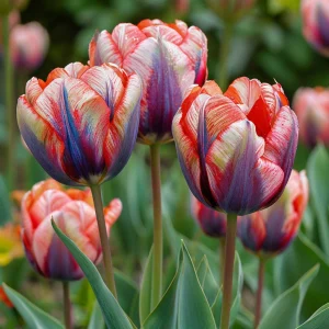 Тюльпан Эбисан Грэйс купить по цене от 217р. в интернет-магазине «Посадика» с доставкой почтой в в Фрязиное и по всей России – [изображение №1].